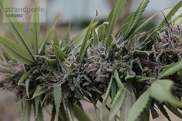 Nahaufnahme von frischen Blättern  die an der Cannabispflanze im Gewächshaus wachsen