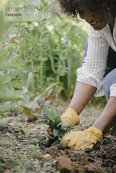 Beschnittenes Bild einer Frau  die im Garten blühende Pflanzen pflückt