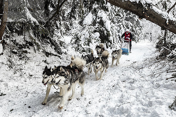 Hundeschlitten fahrender Mensch inmitten von Bäumen auf verschneitem Feld