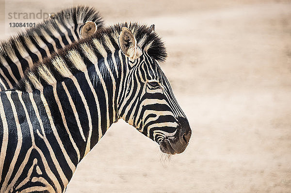 Nahaufnahme von Zebras im Nationalpark