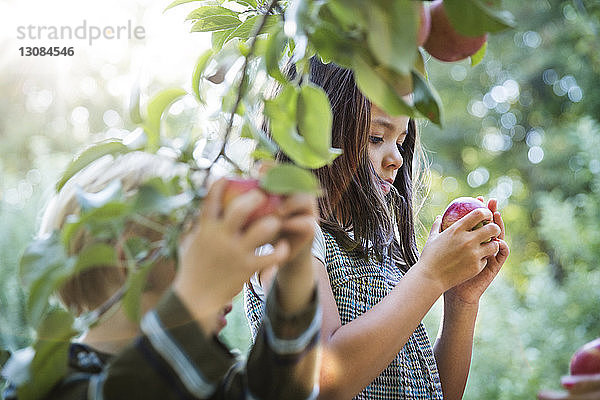 Mädchen betrachtet Apfel  während sie im Apfelgarten steht