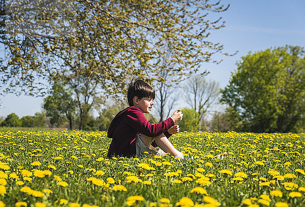 Seitenansicht eines Jungen mit gebrochenem Bein  der bei Sonnenschein inmitten gelb blühender Pflanzen auf einem Feld im Park sitzt