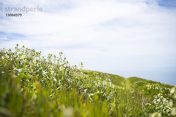 Oberflächenebene von Blumen  die auf Grasfeld vor bewölktem Himmel wachsen