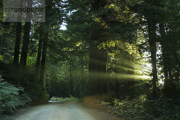 Sonnenlicht  das durch Bäume im Wald fällt
