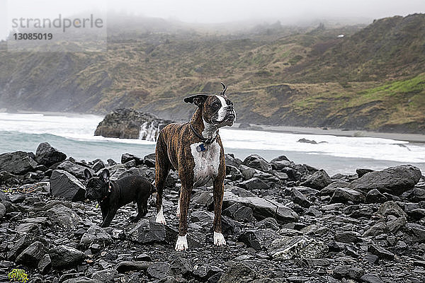 Hunde  die am Strand auf Felsen stehen