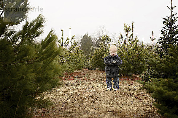 Junge steht in Weihnachtsbaumfarm gegen klaren Himmel