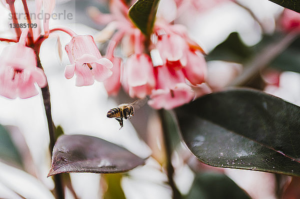 Nahaufnahme von über Pflanzen fliegenden Bienen