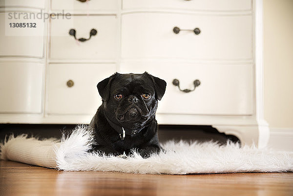 Porträt eines schwarzen Mops  der sich zu Hause auf dem Teppich entspannt