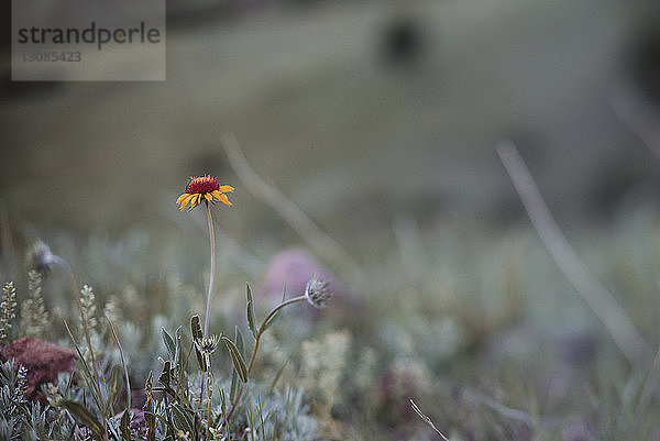 Nahaufnahme der Blumenzucht auf dem Feld