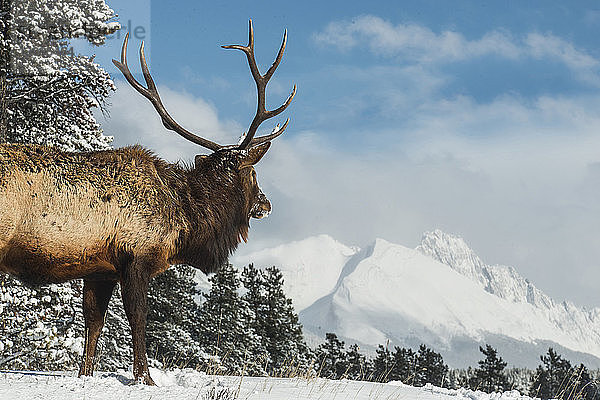 Elch steht auf Feld gegen schneebedeckte Berge