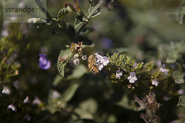 Nahaufnahme einer Biene auf einer blühenden Blume im Hinterhof