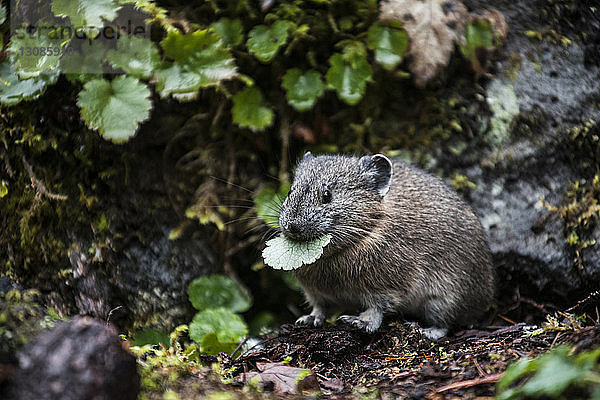 Ratte frisst Blatt im Wald