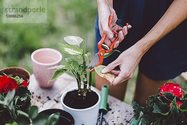 Mitschnitt einer Frau  die mit einer Gartenschere Blätter schneidet  auf einem Tisch im Hof