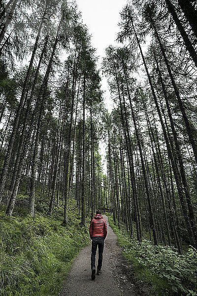 Rückansicht eines Mannes  der auf einer Straße inmitten von Bäumen im Wald geht