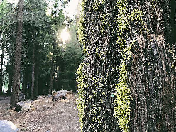 Nahaufnahme von Moos  das auf einem Baumstamm im Wald wächst