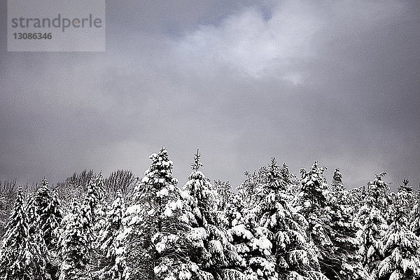 Blick auf schneebedeckte Bäume vor bewölktem Himmel