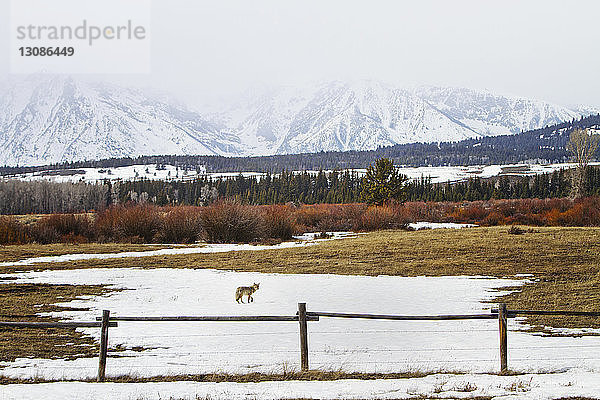 Fernansicht eines Wolfs  der auf einem schneebedeckten Feld läuft