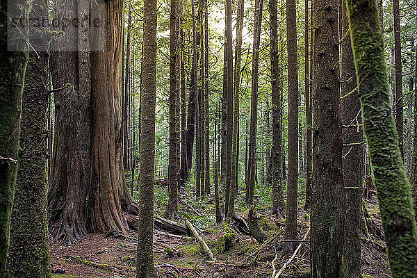 Im Wald wachsende Bäume