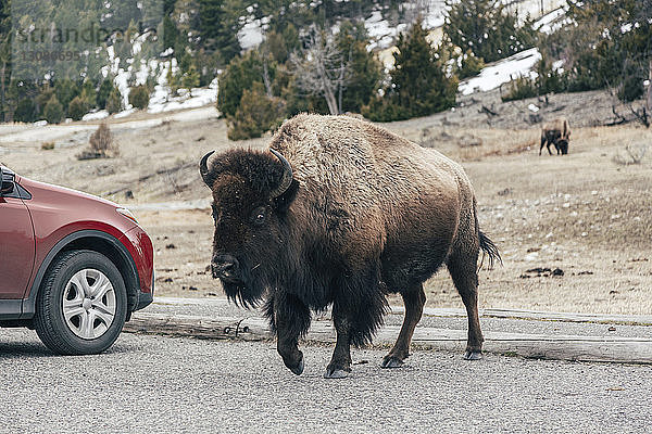 Amerikanischer Bison geht mit dem Auto auf der Straße