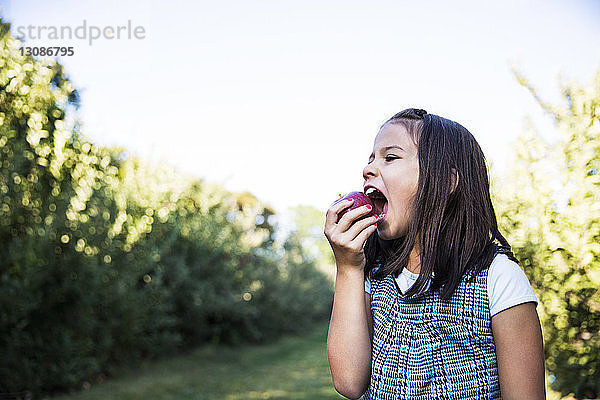 Mädchen isst Apfel stehend im Obstgarten