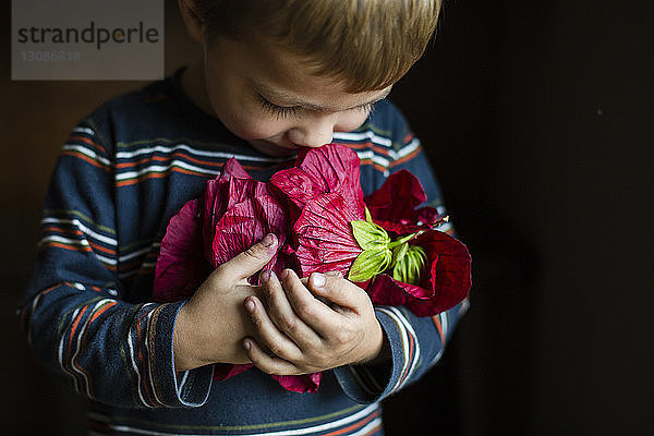 Nahaufnahme eines Jungen  der eine rote Blume hält  während er zu Hause steht