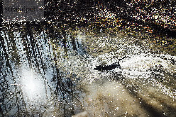 Hochwinkelansicht eines im See schwimmenden Hundes