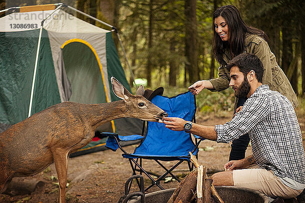 Paar füttert Hirsche beim Zelten an einer Feuerstelle im Wald