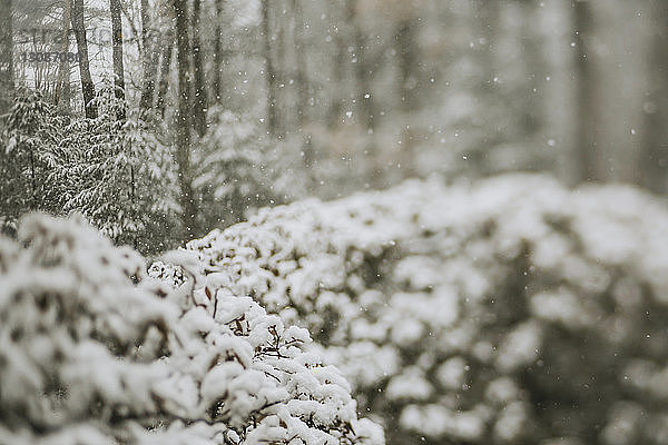 Schneebedeckte Pflanzen im Wald bei Schneefall