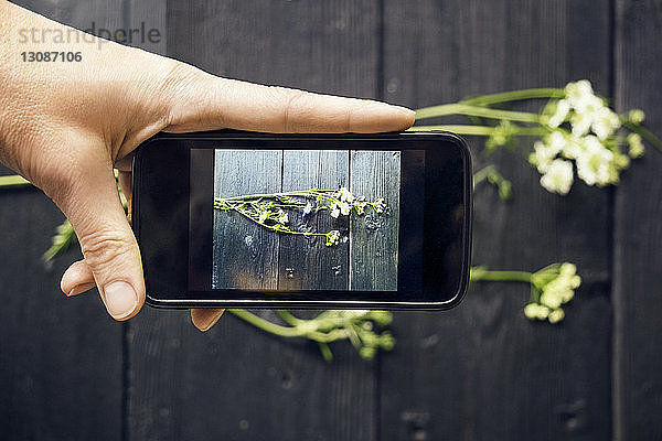 Beschnittenes Bild einer Person  die Blumen mit einem Smartphone fotografiert
