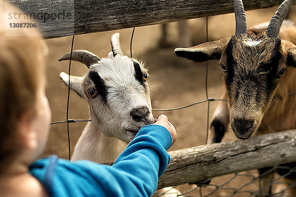 Nahaufnahme eines Jungen  der eine Ziege durch einen Zaun auf dem Bauernhof füttert