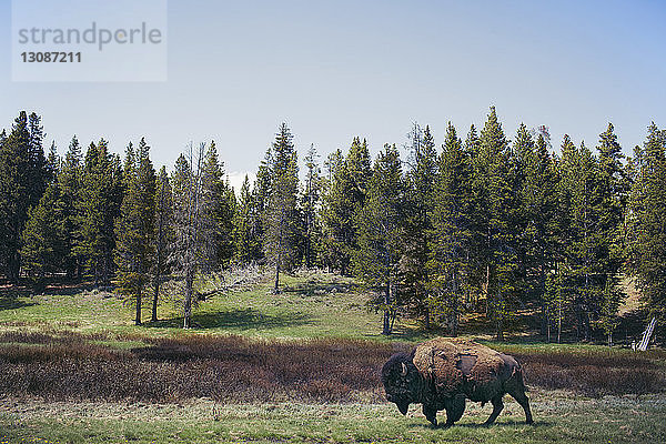 Bison geht auf Grasfeld gegen Bäume im Yellowstone-Nationalpark