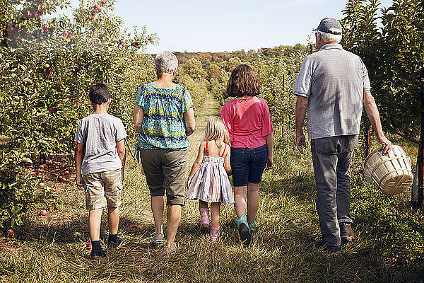 Rückansicht einer Familie  die auf dem Feld im Obstgarten spazieren geht