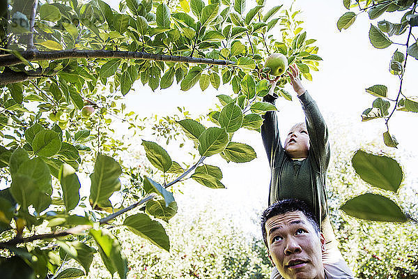 Vater trägt die Schultern des Sohnes bei der Ernte im Obstgarten