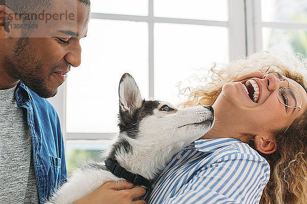 Fröhliches Paar spielt zu Hause mit Siberian Husky