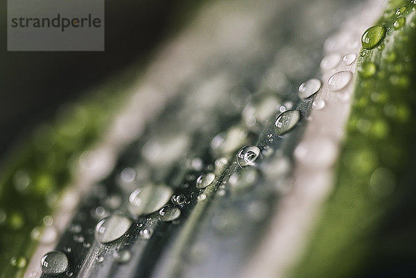 Nahaufnahme eines nassen Blattes während der Regenzeit