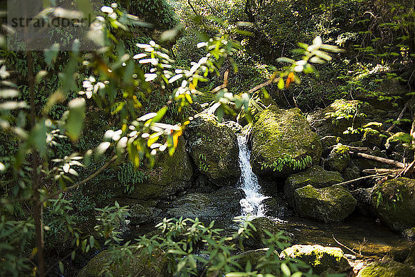 Bach fließt durch Felsen im Wald