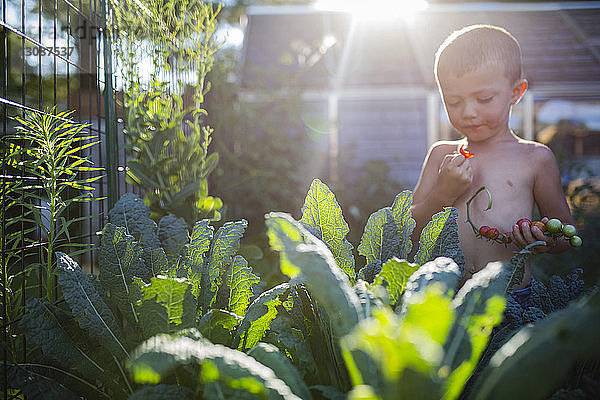 Junge ohne Hemd isst Kirschtomate  während er im Gemüsegarten steht