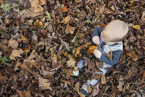 Draufsicht auf ein Kleinkind  das im Herbst inmitten von trockenem Laub sitzt