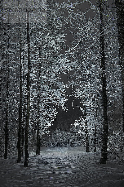 Ruhige Aussicht auf schneebedeckte Bäume in der Nacht
