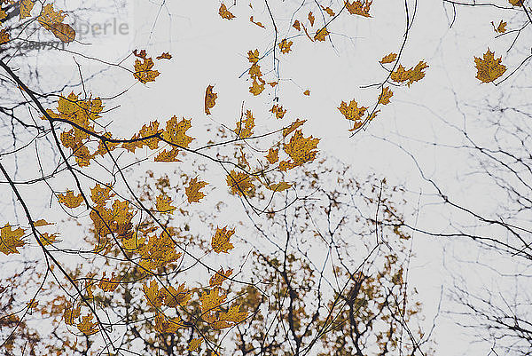 Niedrigwinkelansicht von gelben Ahornblättern auf Zweigen gegen den Himmel im Herbst