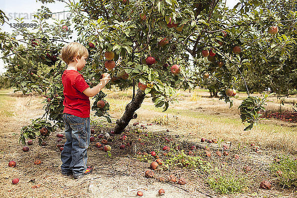 Seitenansicht eines Jungen beim Äpfelpflücken im Obstgarten