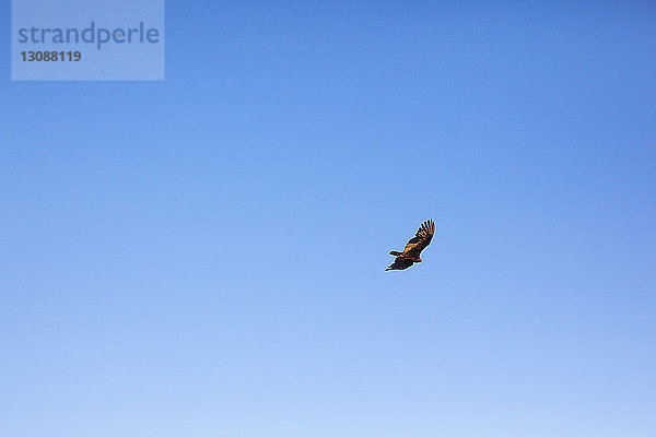 Tiefwinkelansicht eines Vogels  der am klaren blauen Himmel fliegt