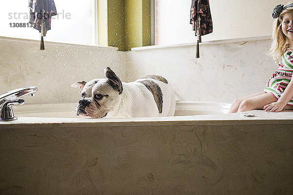 Glückliches Mädchen sitzt auf der Badewanne  während Bulldogge zu Hause baden geht