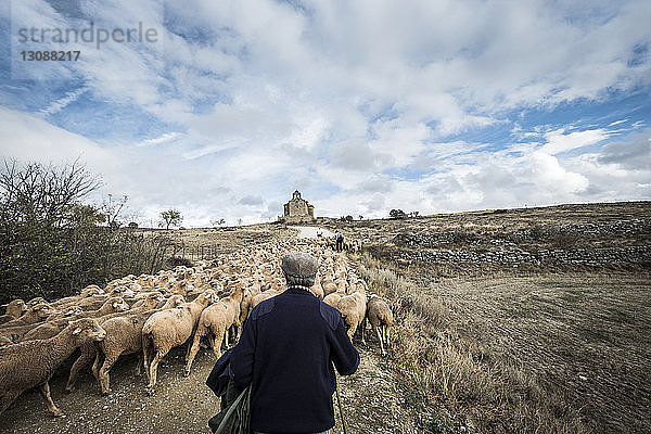Rückansicht eines Schafhirten  der Schafe hütet  während er auf dem Feld gegen den bewölkten Himmel geht