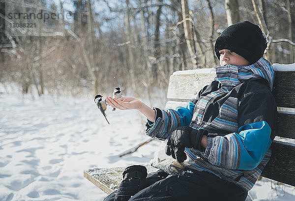 Junge mit Vögeln  die auf seiner Hand sitzen  während er im Winter auf einer Bank sitzt