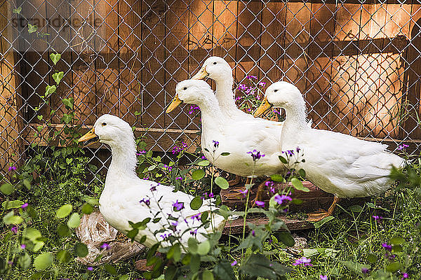 Weiße Enten  die gegen den Zaun im Hinterhof hocken