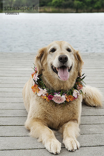 Nahaufnahme eines Golden Retrievers mit Blumen  der im Park gegen Pflanzen sitzt