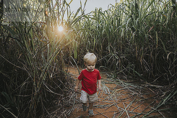 Hochwinkelaufnahme eines kleinen Jungen  der bei Sonnenuntergang auf dem Feld inmitten von Feldfrüchten auf dem Bauernhof läuft