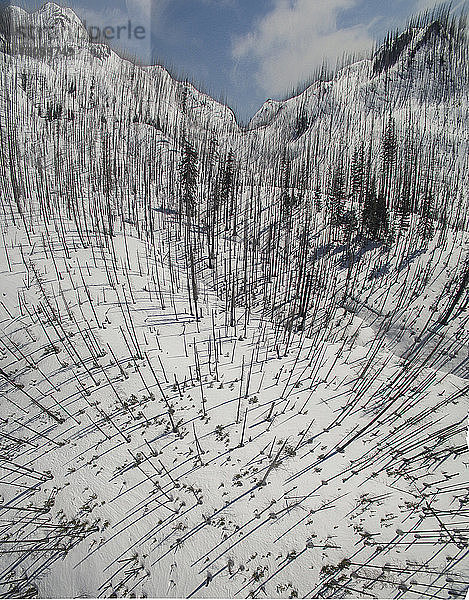 Hochwinkelansicht von Pflanzen auf schneebedeckte Landschaft