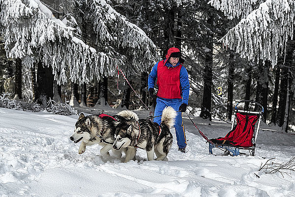 Mann mit Siberian Huskies und Schlitten auf verschneitem Feld